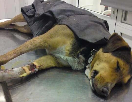 ΒΙΝΤΕΟ: Έτσι πεθαίνει ένας σκύλος από φόλα