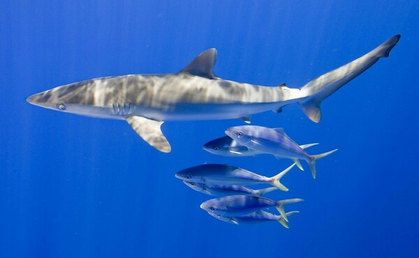 Επιστήμονες προειδοποιούν: Καρχαρίες, σαλάχια και μπακαλιάροι απειλούνται με εξαφάνιση στη Μεσόγειο