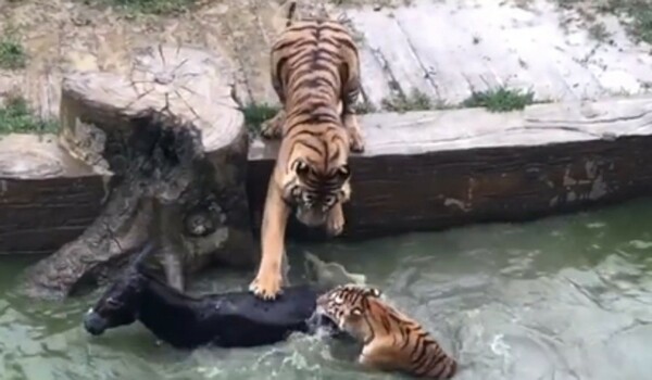 Οργή για τη βαρβαρότητα σε ζωολογικό κήπο - Έριξαν ζωντανό γάιδαρο στις τίγρεις