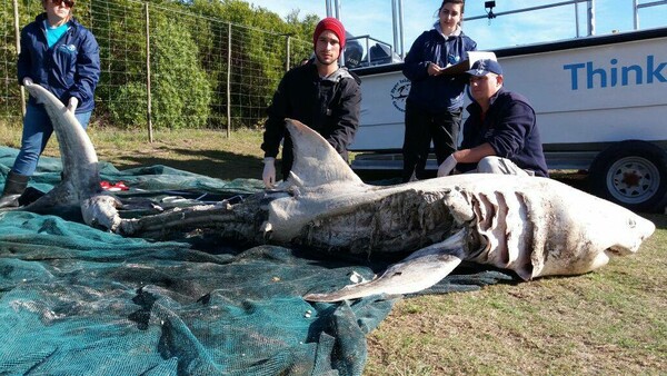 Ένα ζευγάρι φάλαινες δολοφόνοι σκοτώνουν λευκούς καρχαρίες και αφαιρούν μόνο το συκώτι και την καρδιά