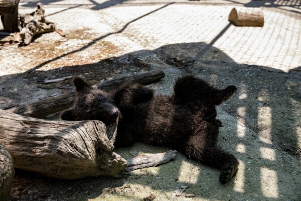 Ο «Αρκτούρος» υιοθέτησε δύο αξιολάτρευτα ορφανά αρκουδάκια από το Μαυροβούνιο