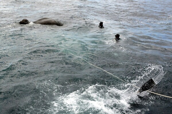Εντυπωσιακές εικόνες από διάσωση ελέφαντα που βρέθηκε στα ανοιχτά της θάλασσας - ΒΙΝΤΕΟ