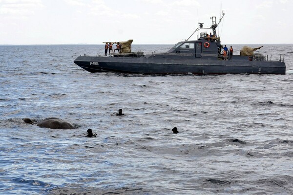 Εντυπωσιακές εικόνες από διάσωση ελέφαντα που βρέθηκε στα ανοιχτά της θάλασσας - ΒΙΝΤΕΟ
