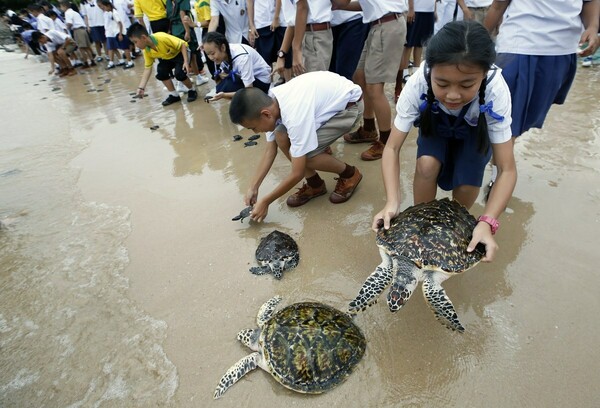 Οι Ταϊλανδοί γιορτάζουν τα γενέθλια του βασιλιά τους απελευθερώνοντας 1.066 χελώνες στη θάλασσα