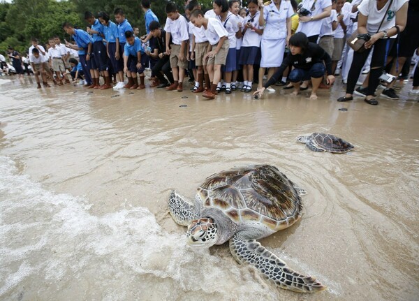 Οι Ταϊλανδοί γιορτάζουν τα γενέθλια του βασιλιά τους απελευθερώνοντας 1.066 χελώνες στη θάλασσα