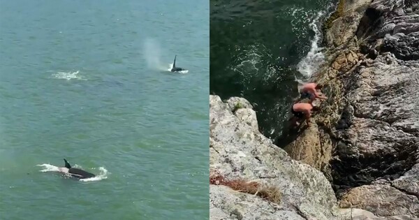 Φάλαινες εντοπίζουν δύο κολυμβητές και ακολουθεί μια πραγματικά τρομαχτική στιγμή - ΒΙΝΤΕΟ
