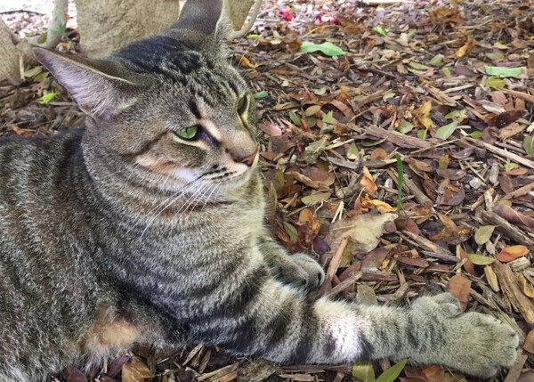 Μια γυναίκα ρίσκαρε τη ζωή της και έμεινε με τις διάσημες εξαδάχτυλες γάτες του Χέμινγουεϊ όσο ο Ίρμα σάρωνε τη Φλόριντα