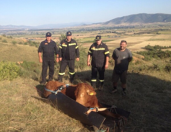 Πυροσβέστες απεγκλώβισαν ταύρο από χαράδρα 80 μέτρων στην Πτολεμαΐδα