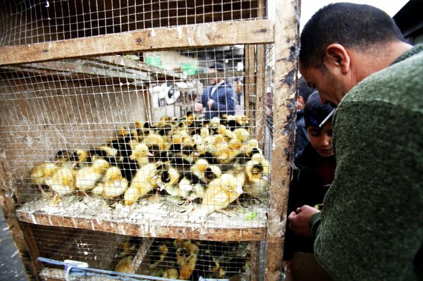 Ιράκ: Μαζικοί εμβολιασμοί 1.000.000 ζώων στη Μοσούλη για την αποτροπή μετάδοσης ασθενειών