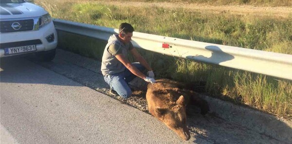 Φλώρινα: Νεκρή αρκούδα από σύγκρουση με αυτοκίνητο