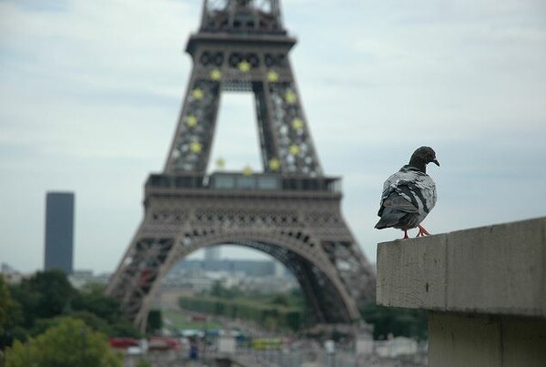 «Πόλεμος« για τα περιστέρια στο Παρίσι - Θα βάλουν αρπακτικά πτηνά να τα κυνηγήσουν