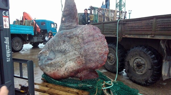 Τεράστιο ψάρι 1 τόνου έβγαλαν με τα δίχτυα τους ρώσοι ψαράδες