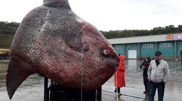 Τεράστιο ψάρι 1 τόνου έβγαλαν με τα δίχτυα τους ρώσοι ψαράδες
