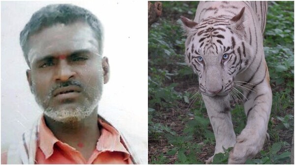 Iνδία: Τίγρεις κατασπάραξαν υπάλληλο ζωολογικού κήπου
