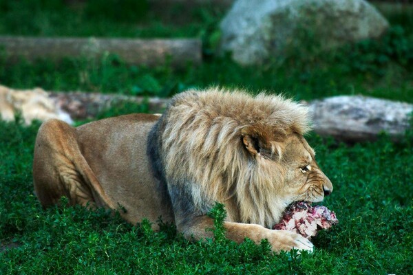 Ζωολογικός κήπος καλεί τους θεατές να δουν από κοντά τη νεκροτομή ενός λιονταριού