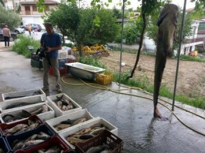 Ψάρι 150 κ. έβγαλαν σε λίμνη της Κοζάνης