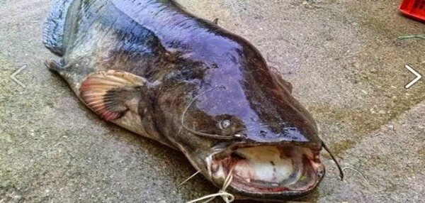 Ψάρι 150 κ. έβγαλαν σε λίμνη της Κοζάνης