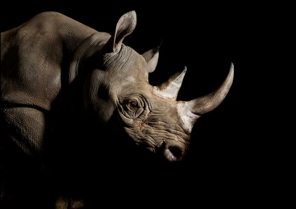 Δείτε όλες τις γιγάντιες εικόνες ζώων υπό εξαφάνιση που προβλήθηκαν στην πρόσοψη του Εμπάιρ Στέιτ Μπίλντινγκ