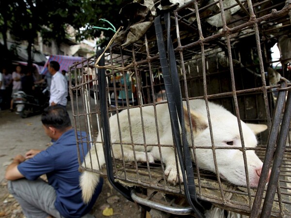Παγκόσμια κατακραυγή για το φεστιβάλ σφαγής χιλιάδων σκύλων και γατών