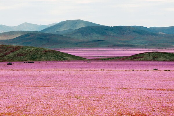 Απίστευτες εικόνες από εκατομμύρια λουλούδια που κάλυψαν το πιο άνυδρο μέρος του πλανήτη