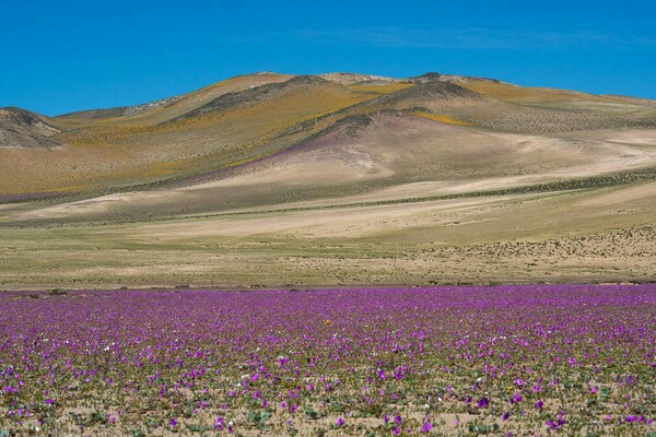 Απίστευτες εικόνες από εκατομμύρια λουλούδια που κάλυψαν το πιο άνυδρο μέρος του πλανήτη