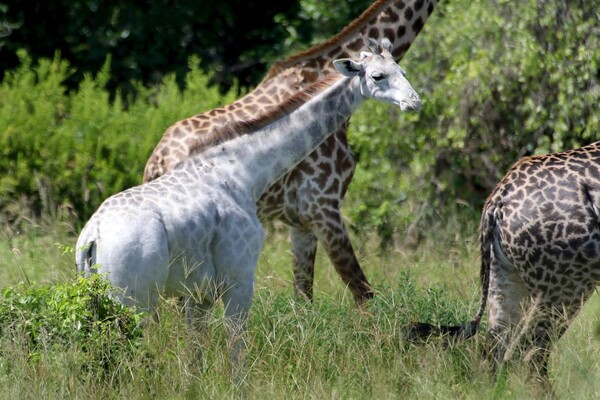 Μια υπέροχη, σπάνια, λευκή καμηλοπάρδαλη κατεγράφη στην Τανζανία