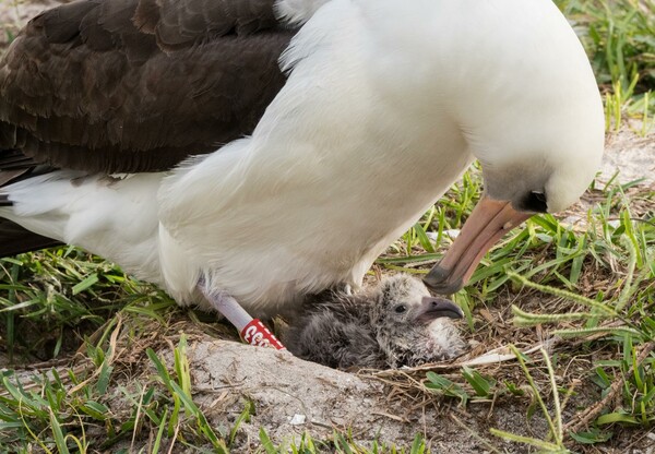 Η «σούπερ-μαμά» της φύσης - Το μεγαλύτερο σε ηλικία πουλί του κόσμου έχει και πάλι μωρό στα 66 του