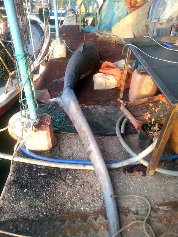 Καρχαρίας 4 μέτρων στα δίχτυα ψαρά στη Νέα Κίο Αργολίδας