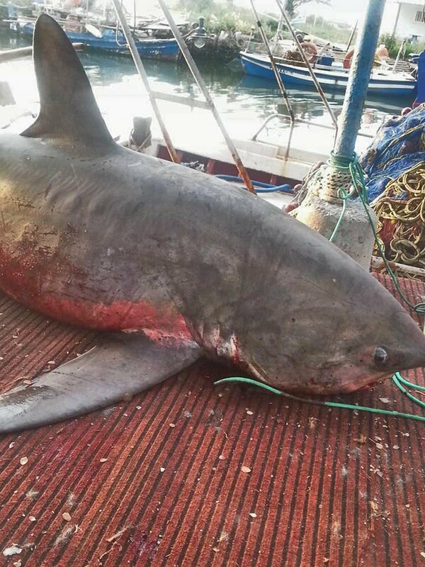 Καρχαρίας 4 μέτρων στα δίχτυα ψαρά στη Νέα Κίο Αργολίδας