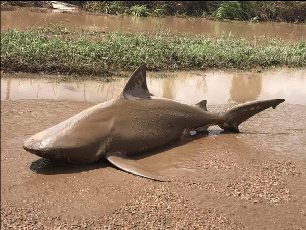 Απίστευτες φωτογραφίες με καρχαρία που βρέθηκε στη μέση ενός δρόμου στην Αυστραλία