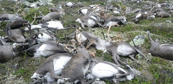 Στη Νορβηγία, ένας μυστηριώδης σωρός νεκρών ζώων, ίσως είναι η καταγραφή του πιο θανατηφόρου κεραυνού στην ιστορία