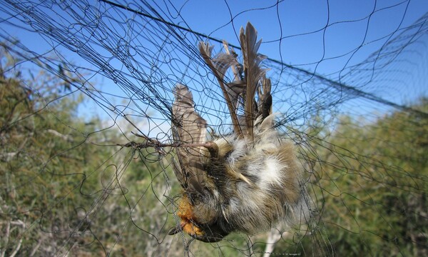 Κύπρος: Πρωτοφανής ο αριθμός των πουλιών που σκοτώθηκαν από παράνομο κυνήγι σε Βρετανική στρατιωτική βάση