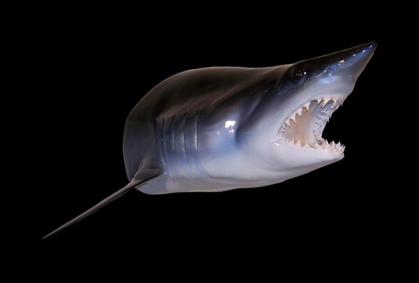 Oυσία από καρχαρία αφήνει υποσχέσεις στη μάχη κατά του Πάρκινσον