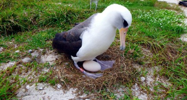 Η «σούπερ-μαμά» της φύσης - Το μεγαλύτερο σε ηλικία πουλί του κόσμου έχει και πάλι μωρό στα 66 του