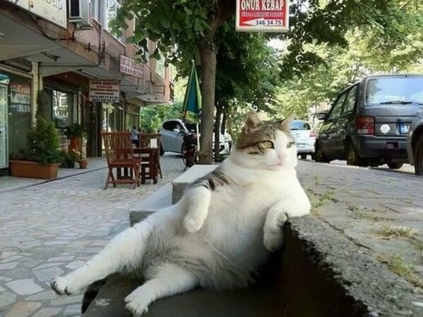Στην Κωνσταντινούπολη έστησαν άγαλμα για τον διάσημο γάτο Tombili στο αγαπημένο του σημείο