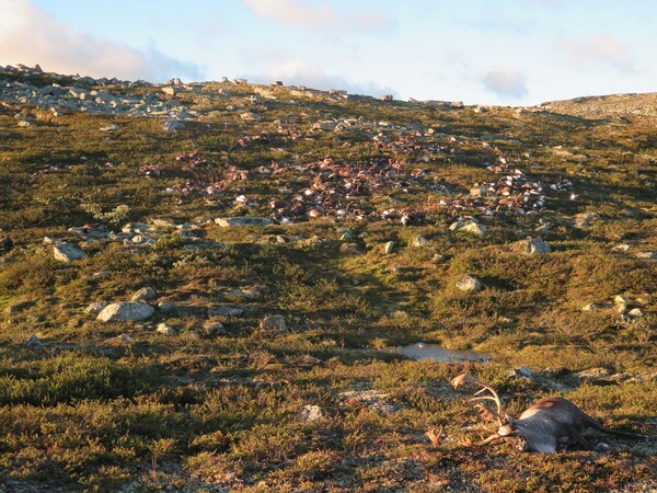 Στη Νορβηγία, ένας μυστηριώδης σωρός νεκρών ζώων, ίσως είναι η καταγραφή του πιο θανατηφόρου κεραυνού στην ιστορία