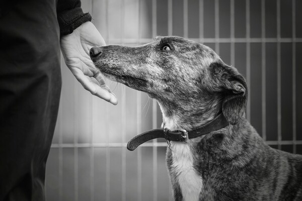Aυτές είναι οι ομορφότερες φωτογραφίες σκύλων του Kennel Club 2017