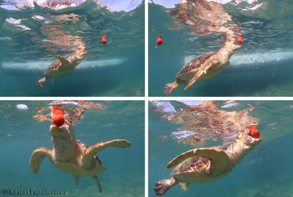 Αρχέλων: ο «φύλακας-άγγελος» των θαλάσσιων χελωνών