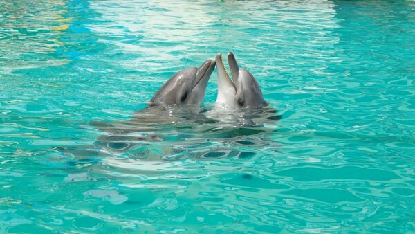 Πρωτόγνωρη καταγραφή: Τα αρσενικά δελφίνια προσφέρουν δώρα στα θηλυκά