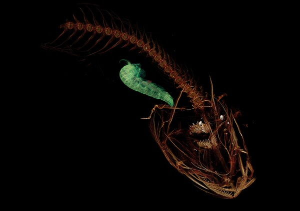 Αυτό το παράξενο πλάσμα είναι το πρώτο ψάρι που ανακαλύπτεται σε τόσο μεγάλο βάθος στον ωκεανό