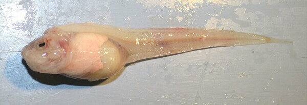Αυτό το παράξενο πλάσμα είναι το πρώτο ψάρι που ανακαλύπτεται σε τόσο μεγάλο βάθος στον ωκεανό