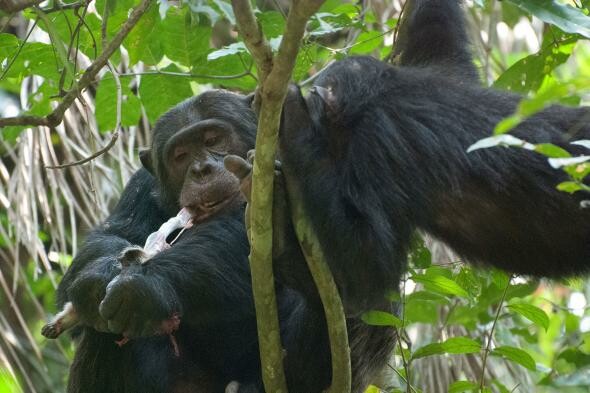 Γιατί οι χιμπατζήδες προτιμούν να ξεκινούν το γεύμα τους με τα μυαλά των μωρών πιθήκων