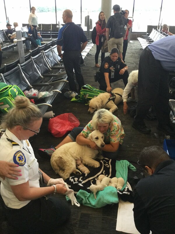 Συγκινητικές στιγμές στο αεροδρόμιο της Φλόριντα: Σκύλος γέννησε στην αίθουσα αναχωρήσεων