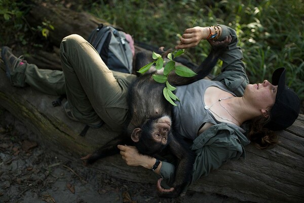 Μεγαλώνοντας με αγάπη τους ορφανούς χιμπαντζήδες της Δυτικής Αφρικής