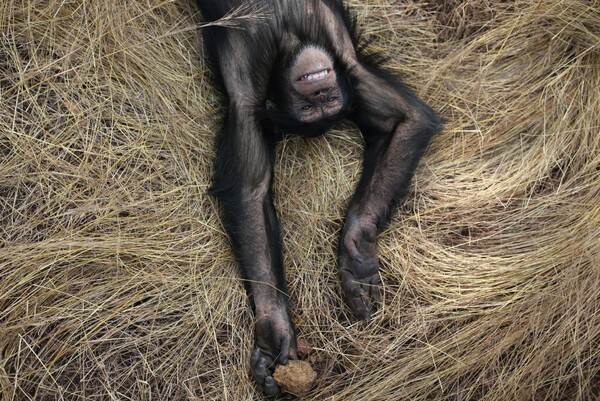 Μεγαλώνοντας με αγάπη τους ορφανούς χιμπαντζήδες της Δυτικής Αφρικής
