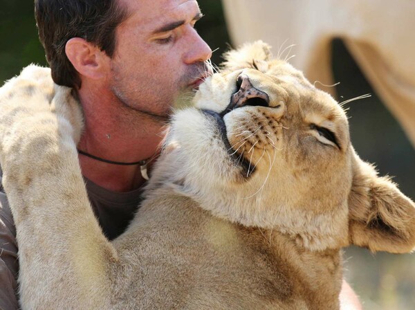 Τα λιοντάρια που λατρεύουν τον άντρα που αφιέρωσε τη ζωή του για να τα σώσει