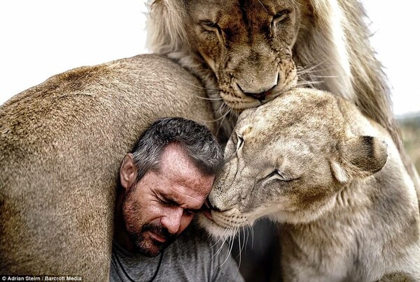 Τα λιοντάρια που λατρεύουν τον άντρα που αφιέρωσε τη ζωή του για να τα σώσει