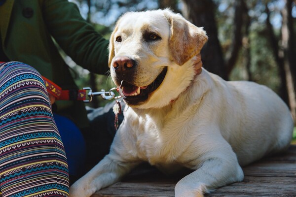 Γνωρίστε τη Sugar, τον μοναδικό σκύλο ειδοποίησης διαβήτη στην Ελλάδα