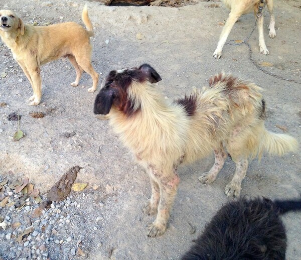 Ντοκουμέντα φρίκης από το κυνοκομείο της Σπάρτης - Νεκρά σκυλιά σε αποσύνθεση και άθλιες συνθήκες