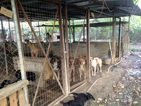 Ντοκουμέντα φρίκης από το κυνοκομείο της Σπάρτης - Νεκρά σκυλιά σε αποσύνθεση και άθλιες συνθήκες